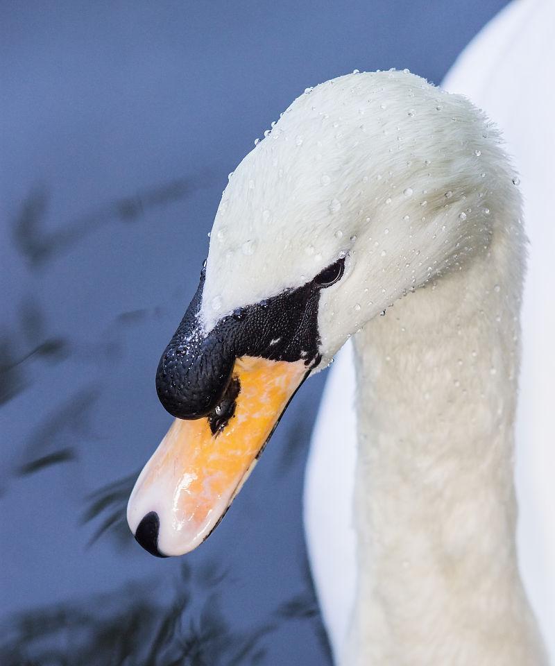 一万字详解 Redis Cluster Gossip 协议